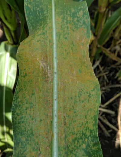 a corn leaf showing signs of Southern Rust.