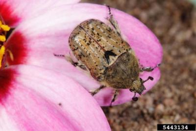 Brown beetle with hairy body with black mottled pattern.