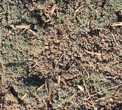 Kochia growth spreading amongst a patch of soil.