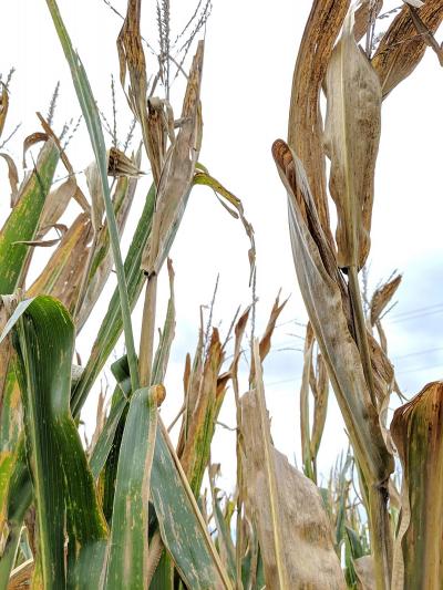 Corn plants exhibiting symptoms of top dieback.