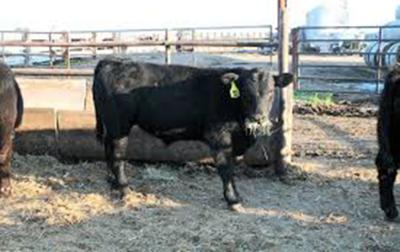 A black, crossbred calf standing in a feedlot.