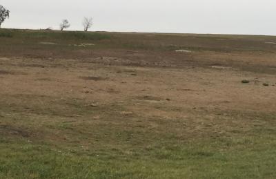 Pasture inhabited by a prairie dog colony.