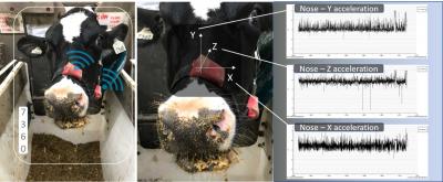 A dairy cow wearing a halter fitted with two accelerometers: one on the top of the cow's nose, and one on the side of its jaw. The nose accelerometer has three labeled arrows on it: The arrow pointing up is "Nose Y Acceleration" the one pointing up and to the right is "Nose Z Acceleration" the one pointing to the right is "Nose X Accelleration." For a complete description, call SDSU Extension at 605-688-6729.