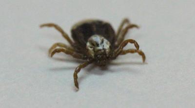 A teardrop shaped tan tick with eight legs, brown markings, and a white patch behind its head on a white background.