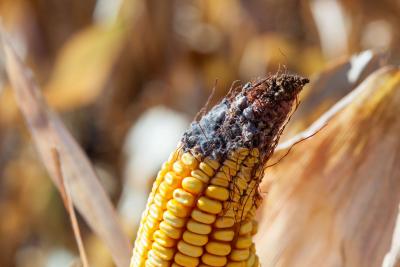 An ear of corn in a field with visible white mold on the tip of the ear.