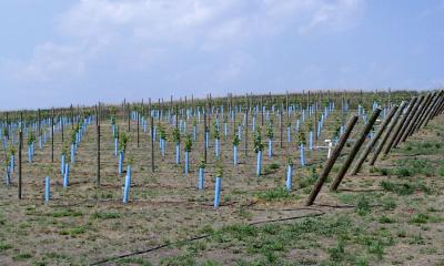 Several lines of blue-green tubes with newly planted grape vines emerging from them.