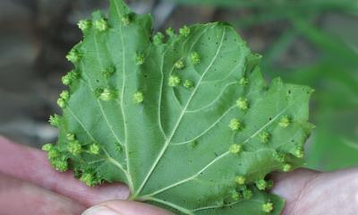 A grape leaf with several green bumps due to phylloxera infection.