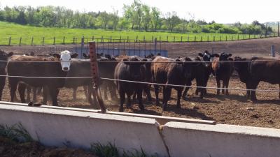 A group of mixed heifers in a feedlot.