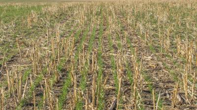 Spring wheat emerging from a field of corn stubble.