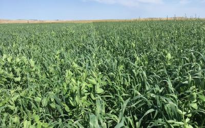 A stand of field peas mixed with small grains being grown for forage.