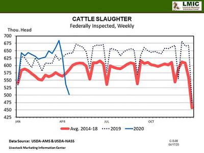 A line graph depicting weekly cattle slaughter numbers for 2019 and 2020 compared to industry averages from 2014-18. Most-recent April 2020 numbers show 500 thousand cattle per week compared to 630 thousand in 2019 and 575 thousand on average.