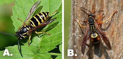 Two adult wasps side-by-side. The left is labeled "A" It is black and yellow and is resting on a green leaf. The right is labeled "B." It is black, yellow and burnt orange in color and is resting on a piece of wood.