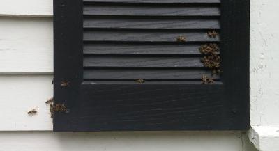 How To Get Rid Of 1000 Yellow Jackets For 2 Cents Youtube