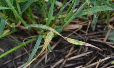 Wheat tillers with lower leaves covered with tan-brown lesions. The ground beneath has wheat stubble from previous wheat crop.