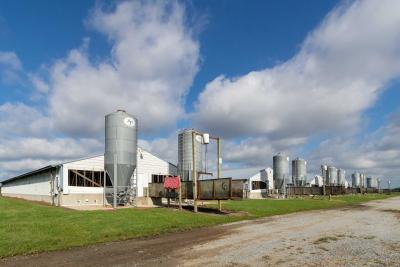 A series of hog barns.