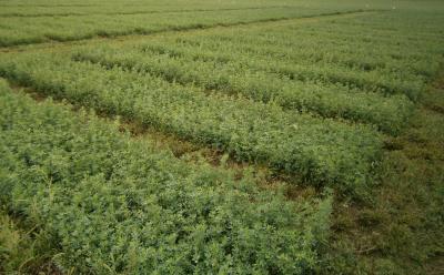 A planting of alfalfa.