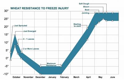 A diagram showing the wheat resistance to freeze injury during different parts of the year. For a complete description, call SDSU Extension at 605-688-6729.