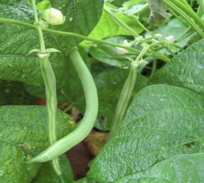 Green beans growing a garden.