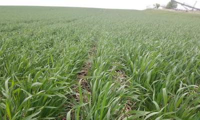 A winter wheat field with numerous rows of green wheat blades emerged and developing throughout.