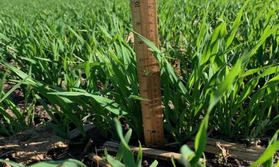 Oat plants fully emerged from a field. The plants are in the tillering growth stage.