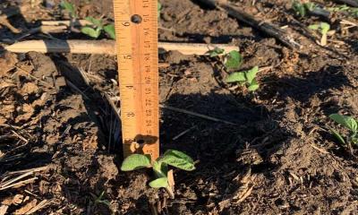 Small soybean plants emerging from a field. The plants are at the Unifoliate growth stage.