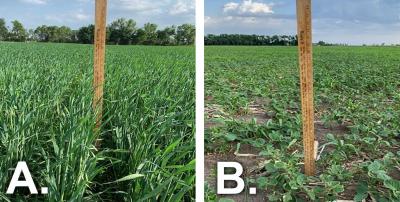 Two photos of field progress as of June 19, 2020. The first is labeled “A” and shows an oats field with oats in late boot to early heading stages . The second is labeled “B” and shows soybeans with in the third to forth tri-foliate stage, V3-V4.