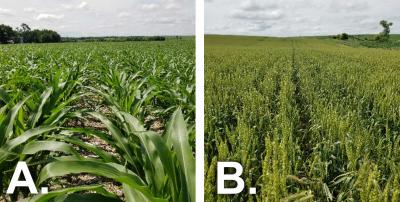 Two photos of field progress as of June 26, 2020. The first is labeled “A” and shows a cornfield with corn in the 8-leaf stage. The second is labeled “B” and shows a winter wheat field in the late milk to early dough stage.