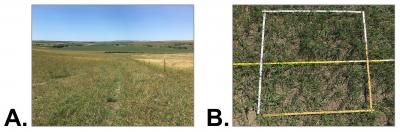 Two photos of grazing land. The first is labeled (A) and shows a fencline comparison of smooth brome and kentucky bluegrass divided by a fence. The second is labeled "B" and shows a photopoint plot of smooth brome and Kentucky bluegrass on the same site. For a complete description, call SDSU Extension at 605-688-6729.