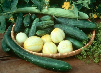 A basket displaying a variety of different cucumber types.