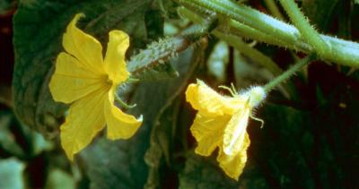 A female and male flower growing on a cucumber vine.