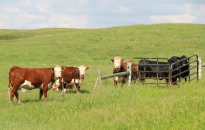 A small group of cattle grazing a rolling pasture.