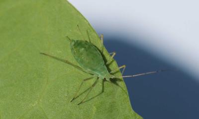 Green aphid on a green leaf.