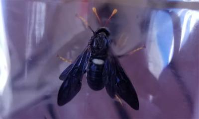 Black insect with a white spot on the back and orange tipped legs and antennae.