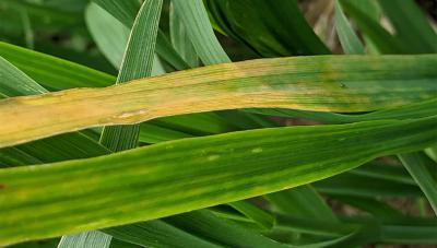 Yellow and green leaf of oats. Yellowing color is a symptom of Barley yellow dwarf virus.