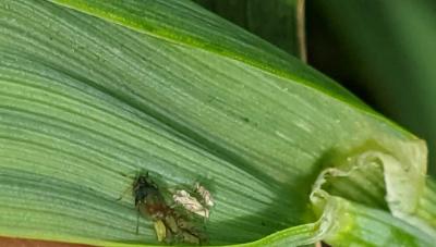 Small olive colored aphid with orange patch at the end of the abdomen with lighter colored green small aphids near it. All are present on a green leaf.