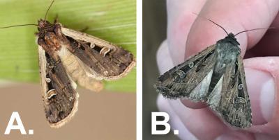 Left: Brown moth with light markings present on a green leaf. Right: Brown moth with light markings present.