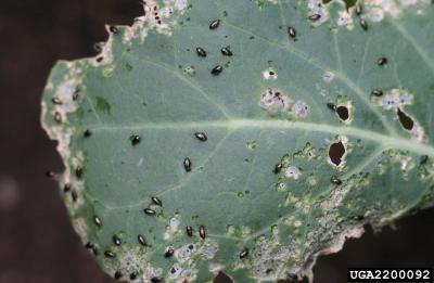 Small black beetles feeding on a green leaf.