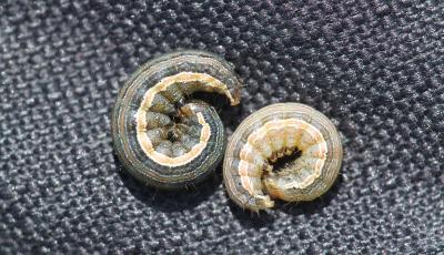 Dark green and tan curled caterpillars with an orange stripe along their sides.