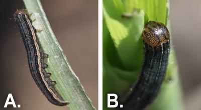 Left: Figure 2-A. Dark green caterpillar with an orange stripe running the length of its body feeding on a corn leaf. Right: Figure 2-B. Dark green caterpillar that has an orange head with a network of black lines.