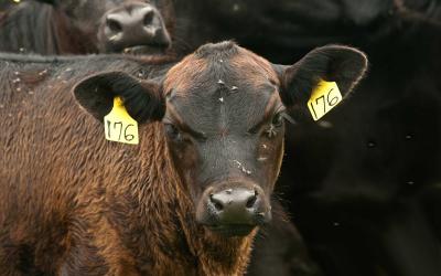 A brown and black cow standing in a feedlot with flies on its face.