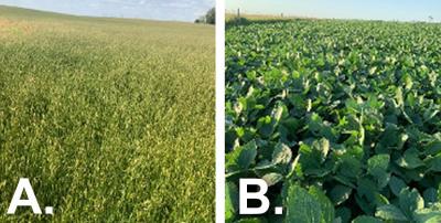 Two photos of field progress as of July 17, 2020. The first is labeled “A” and shows an oats field with oats in the dough stage. The second is labeled “B” and shows soybeans in the R2 growth stage.