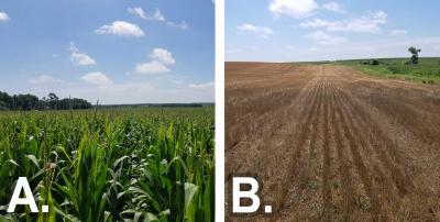 Two photos of field progress as of July 24, 2020. The first is labeled “A” and shows a cornfield with corn in the R1 growth stage. The second is labeled “B” and shows a winter wheat field in the harvested stage.