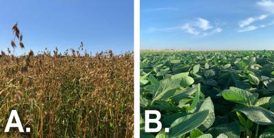 Two photos of field progress as of July 24, 2020. The first is labeled “A” and shows an oats field with oats in the approaching maturity stage. The second is labeled “B” and shows soybeans in the R2+ stage.