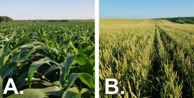 Two photos of field progress as of July 2, 2020. The first is labeled “A” and shows a cornfield with corn in the V9 growth stage. The second is labeled “B” and shows a winter wheat field in the soft dough stage.