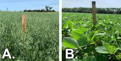 Two photos of field progress as of July 2, 2020. The first is labeled “A” and shows an oats field with oats in the early milk stage. The second is labeled “B” and shows soybeans in the R1 growth stage.