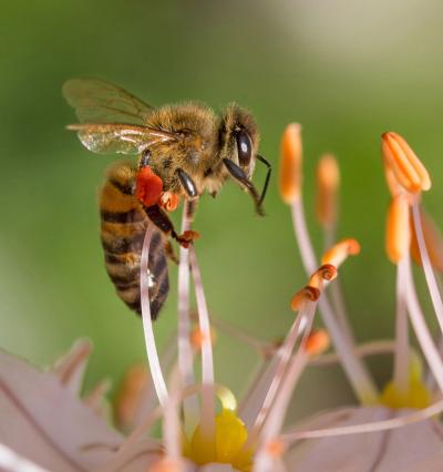 A bee pollinating a flower.
