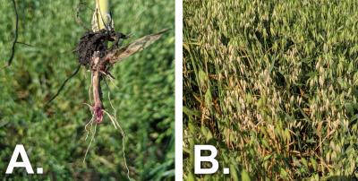 Left: Figure 1-A. An oat tiller with pinkish color on the crown and first node indicative of Fusarium root and crown rot. Right: Figure 1-B. Green oat plant with yellow, dry markings throughout indicative of Fusarium root and crown rot.