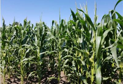 Corn plants with recently emerged tassel and ear in a field.