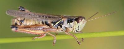 Grasshopper with red hind tibia. It’s sitting on a green grass stem.