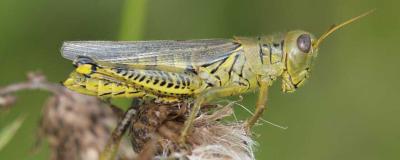 Large green grasshopper with black leg markings sitting on a thistle head.